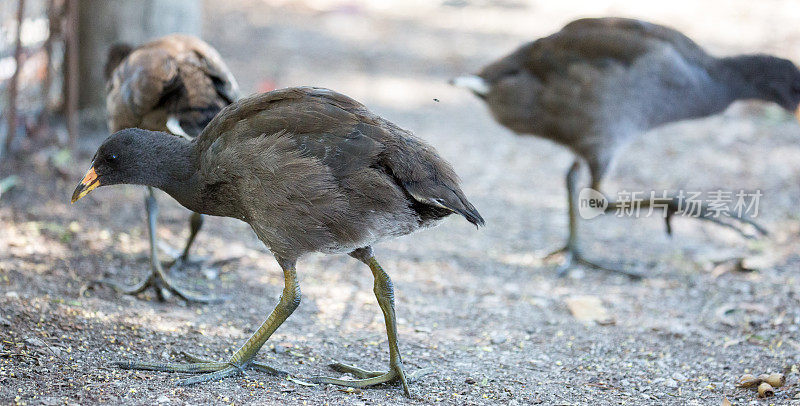 澳大利亚:Pale-Vented Bush-Hen